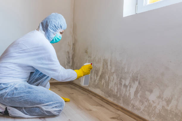 Licensed Black Mold Remediation service in Wood-Ridge, NJ - 24 Hour Mold Removal