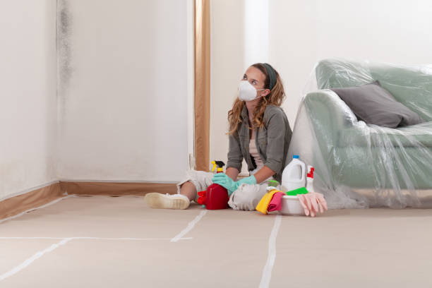 Reliable Black Mold Remediation contractor in Wood-Ridge, NJ by 24 Hour Mold Removal