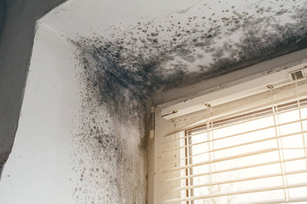 Affordable Black Mold Remediation solutions in Wood-Ridge, NJ